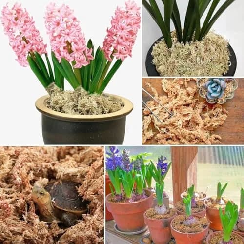 ZeeDix Natural Sphagnum Moss 8 oz (226g) | Expands to 12 qt for Indoor Plants & Reptiles thumbnail 5