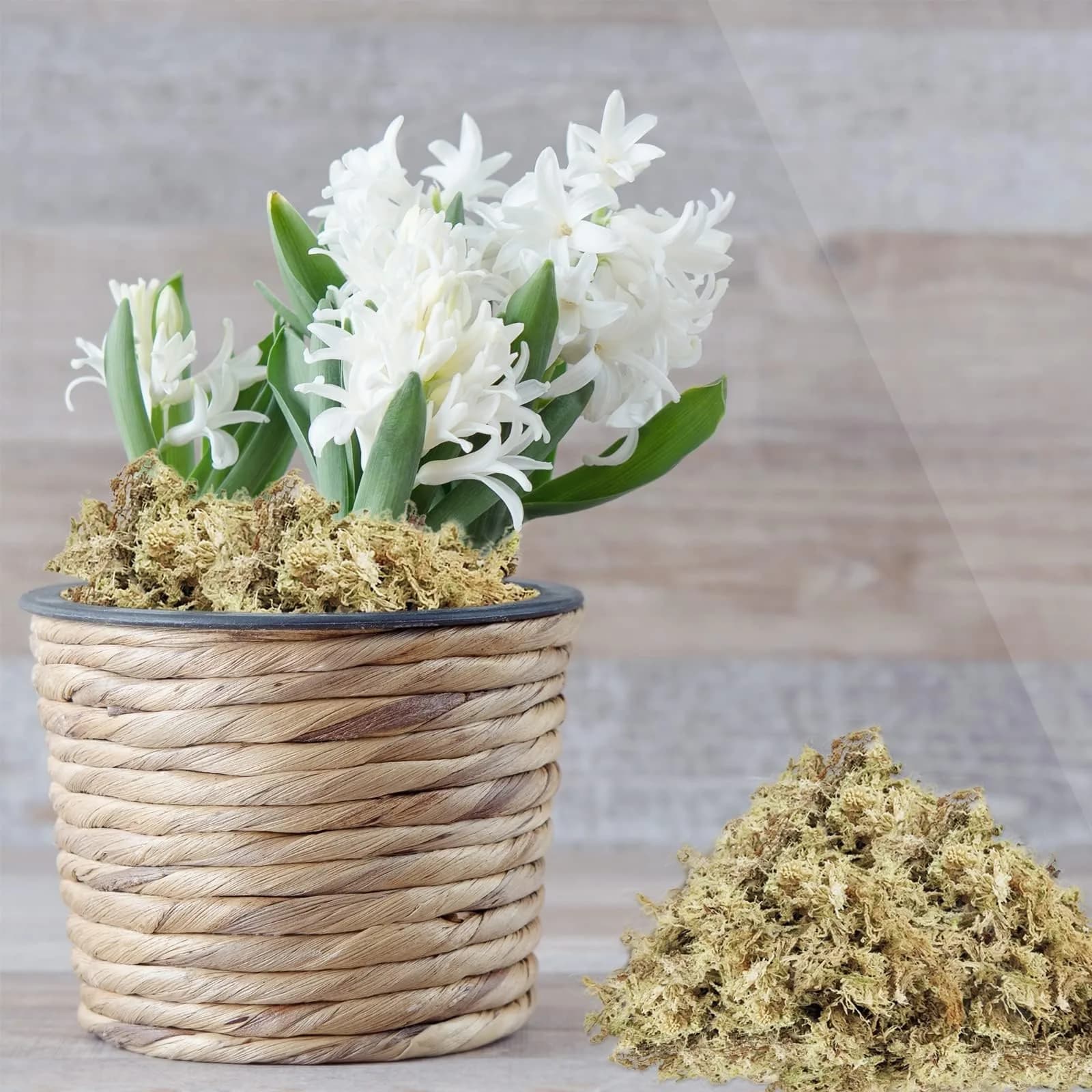 ZeeDix Natural Sphagnum Moss 8 oz (226g) | Expands to 12 qt for Indoor Plants & Reptiles - view 7