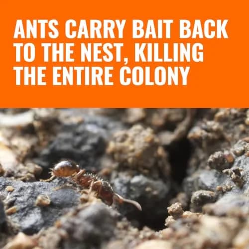 Terro Pesticide Liquid Ant Bait Killer & Trap - 8 Bait Stations | Kills Household Ants thumbnail 4