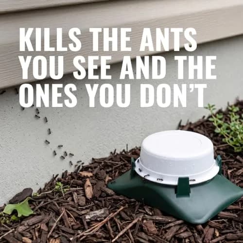 Terro Pesticide Liquid Ant Bait Killer & Trap - 8 Bait Stations | Kills Household Ants thumbnail 2