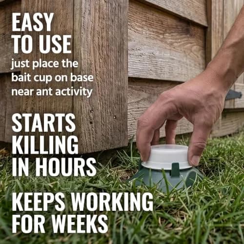 Terro Pesticide Liquid Ant Bait Killer & Trap - 8 Bait Stations | Kills Household Ants thumbnail 3