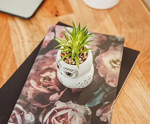 Silver Buffalo Harry Potter Hedwig 3-Inch Ceramic Mini Planter with Artificial Succulent | Wizarding World Decor thumbnail 4