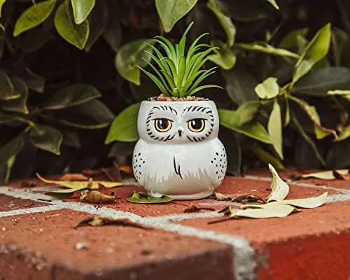 Silver Buffalo Harry Potter Hedwig 3-Inch Ceramic Mini Planter with Artificial Succulent | Wizarding World Decor thumbnail 6