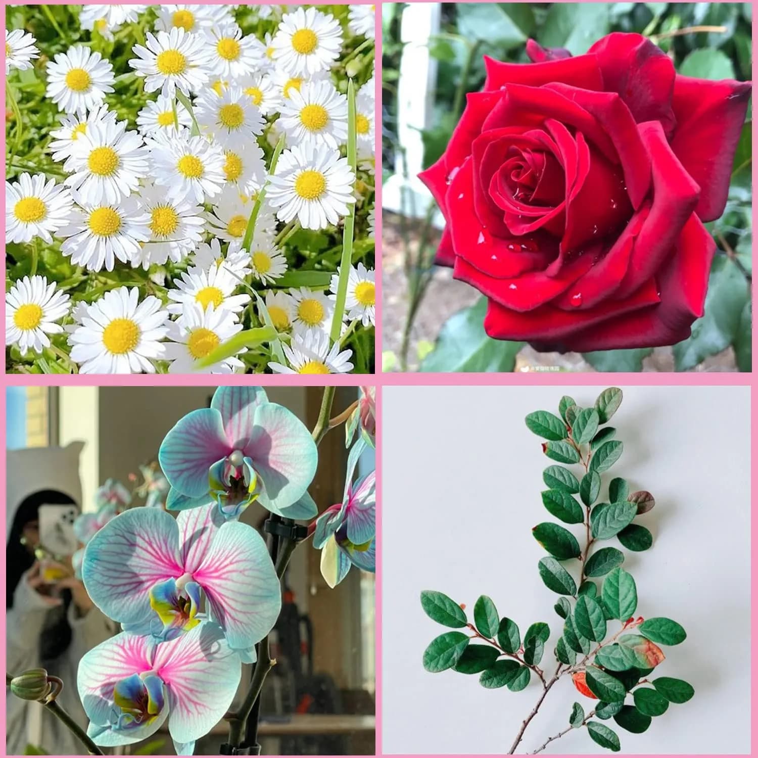 ZiXiang Flower Silicone Veining Molds Set of 6 | Rose Peony Daisy Orchid Fondant Molds for Cake Decorating - view 5