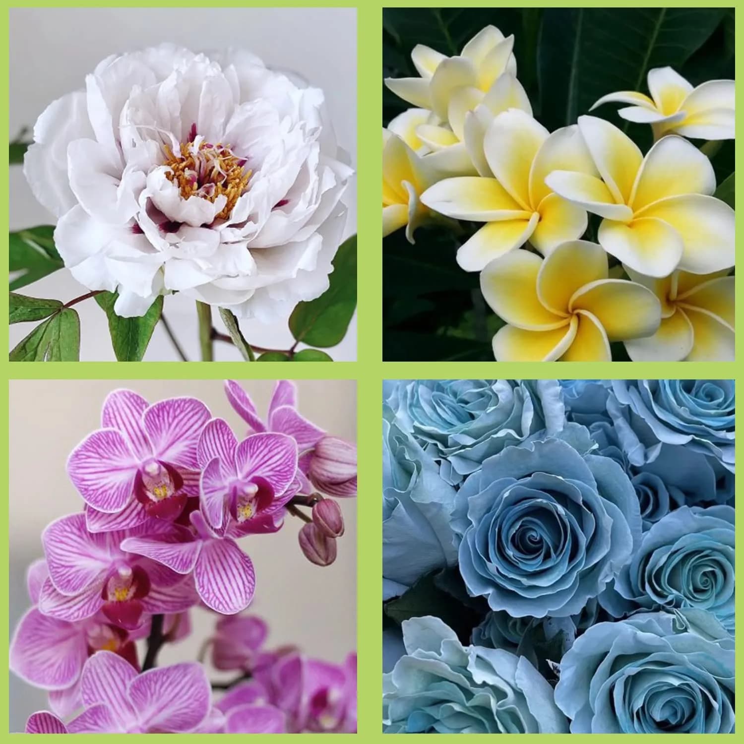 ZiXiang Flower Silicone Veining Molds Set of 6 | Rose Peony Daisy Orchid Fondant Molds for Cake Decorating - view 6