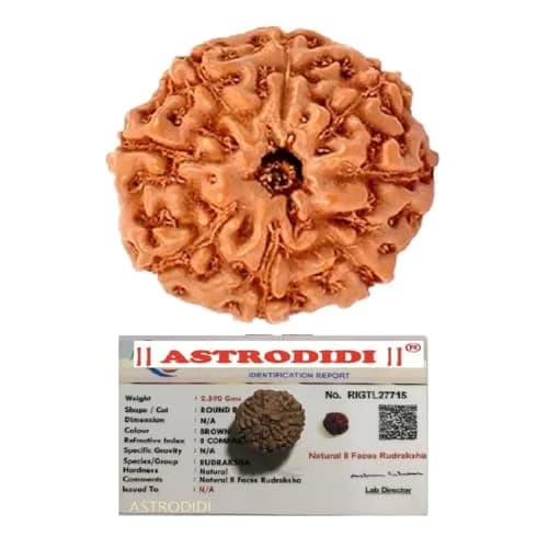 ASTRODIDI 8 Mukhi Java Rudraksha Small Size Lab Certified | Round Brown Rudraksha for Men thumbnail 1