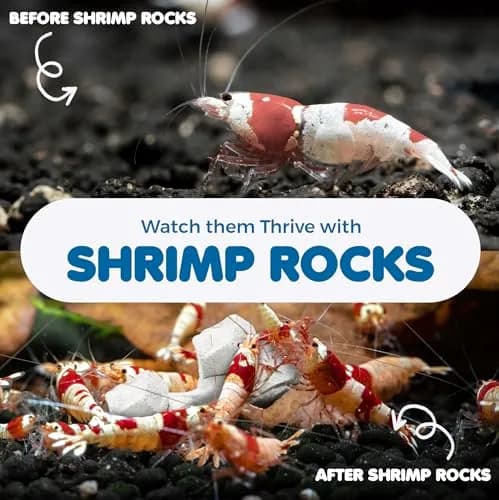 SunGrow Shrimp Rocks for Aquarium, 120g (4.23 oz) | Calcium Stones for Shrimp, Snails, Crabs & Crayfish thumbnail 4