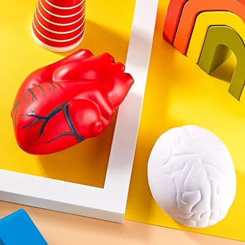 Hungdao Anatomy Heart Brain Stress Toy Set, Foam Squeeze Balls 10.9cm (4.33in) | Educational Anxiety Relief Toy thumbnail 6