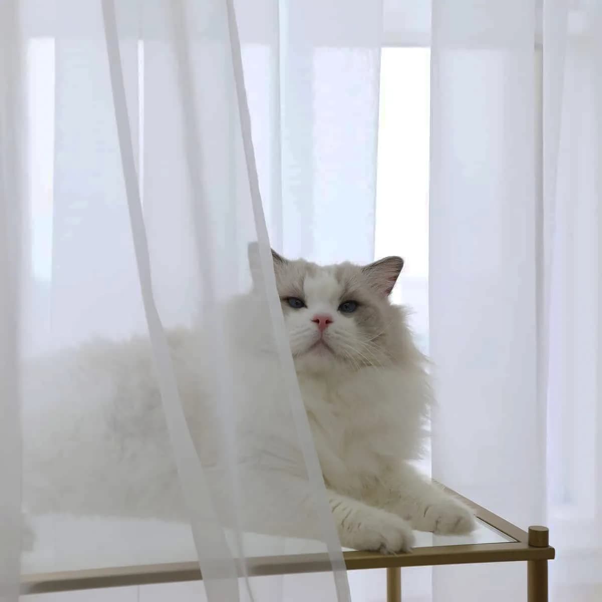 PHILEASY Ivory Sheer Curtains 45" L x 52" W - Pack of 2 Light-Filtering Rod Pocket Panels - view 2