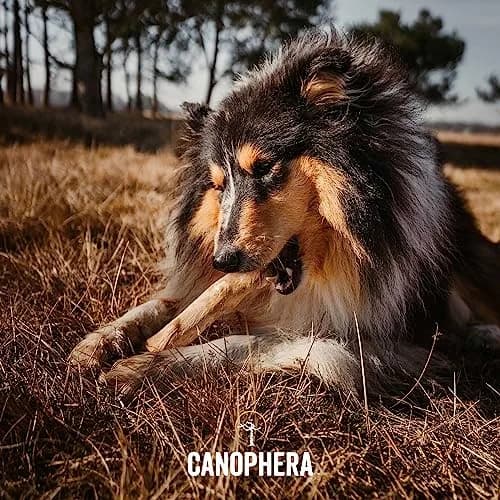 Canophera Coffee Wood Dog Chew Sticks for Regular Chewers - Size XS | Natural Stress Relief & Dental Care thumbnail 5