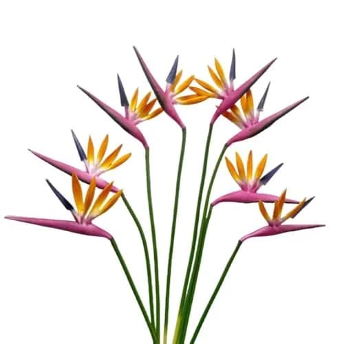 Corkwaw Purple Bird of Paradise Artificial Flowers 55cm (21.5 Inch) Pack of 8 | Realistic Style for Home Decor thumbnail 6