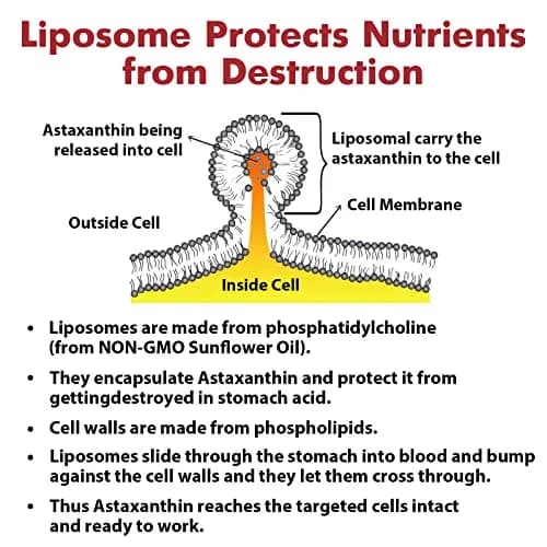 Osasuna Liposomal 24mg Astaxanthin for MAX Absorption | Antioxidant for Immunity, Skin & Eyes - 180 Softgels thumbnail 6