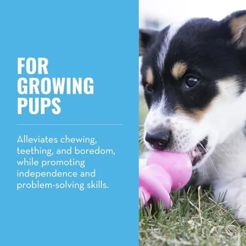 KONG Puppy Binkie | Natural Rubber Teething Toy for Medium Puppies, Pink thumbnail 2