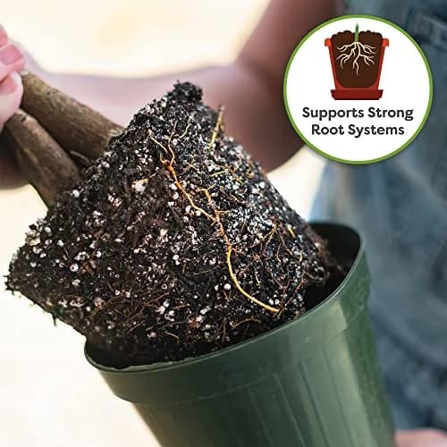 Perfect Plants Money Tree Potting Soil, 4 qt | Supports Healthy Roots & Lush Leaves thumbnail 5