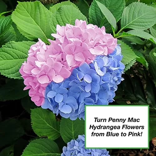 Perfect Plants Organic Soil Acidifier 2 qt | Elemental Sulfur Granules for pH Balance thumbnail 3