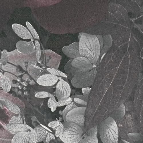 A.S. Création PintWalls Floral Wallpaper 10.05 x 0.53 m | Pink Grey Black Roses in Germany thumbnail 3
