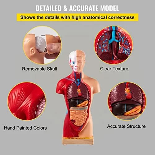 VEVOR Human Torso Anatomy Model, 15 Parts, 11 Inch | Detachable Organs for Education & Research thumbnail 5