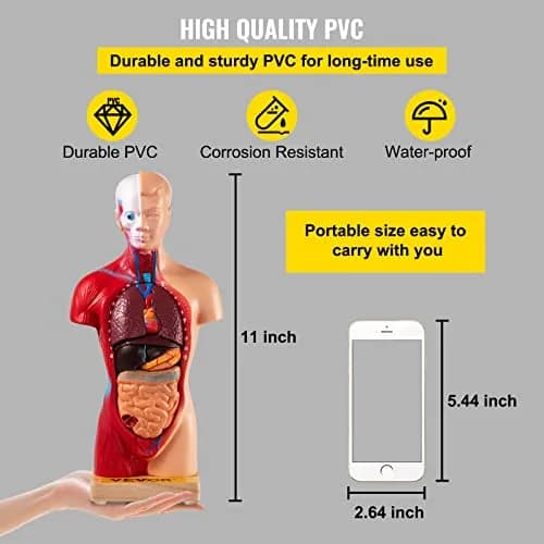 VEVOR Human Torso Anatomy Model, 15 Parts, 11 Inch | Detachable Organs for Education & Research thumbnail 6