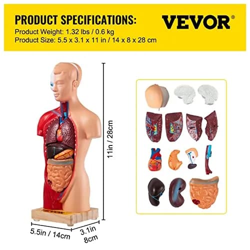 VEVOR Human Torso Anatomy Model, 15 Parts, 11 Inch | Detachable Organs for Education & Research thumbnail 8