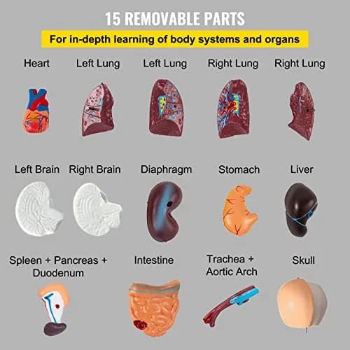 VEVOR Human Torso Anatomy Model, 15 Parts, 11 Inch | Detachable Organs for Education & Research thumbnail 4