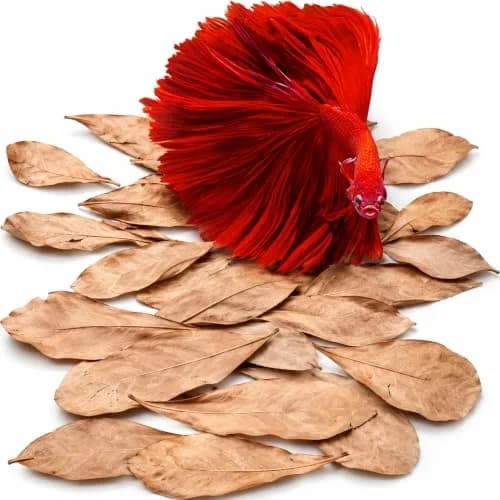 SunGrow Indian Almond Leaves for Aquarium, 100 pcs, 2” Water Conditioner Leaves, Betta Fish & Shrimp Habitat (110c) thumbnail 1