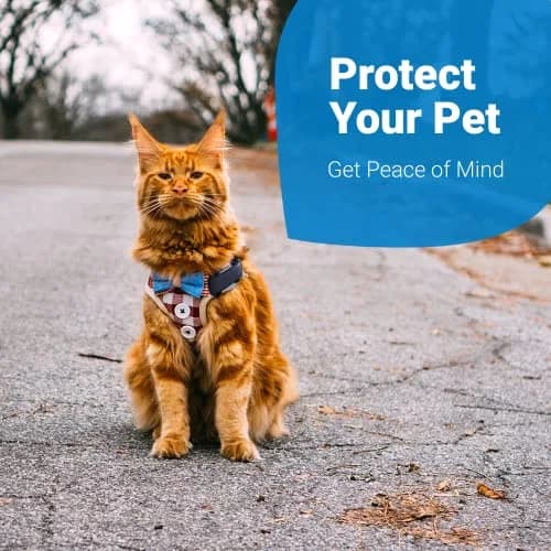 Tractive GPS Cat 4 Tracker Harness Attachment | Velcro Straps, Black, for Cat Walks thumbnail 6