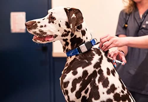 Fi Nano Dog Microchip Universally Scannable | Free Registration & ICAR Registered (70-120 chars) thumbnail 4