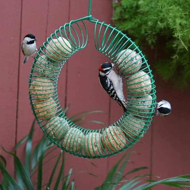 Pacific Bird & Supply Co. Smorgasbug Suet Balls, 12 pk | No Melt, High Protein Bird Food thumbnail 3