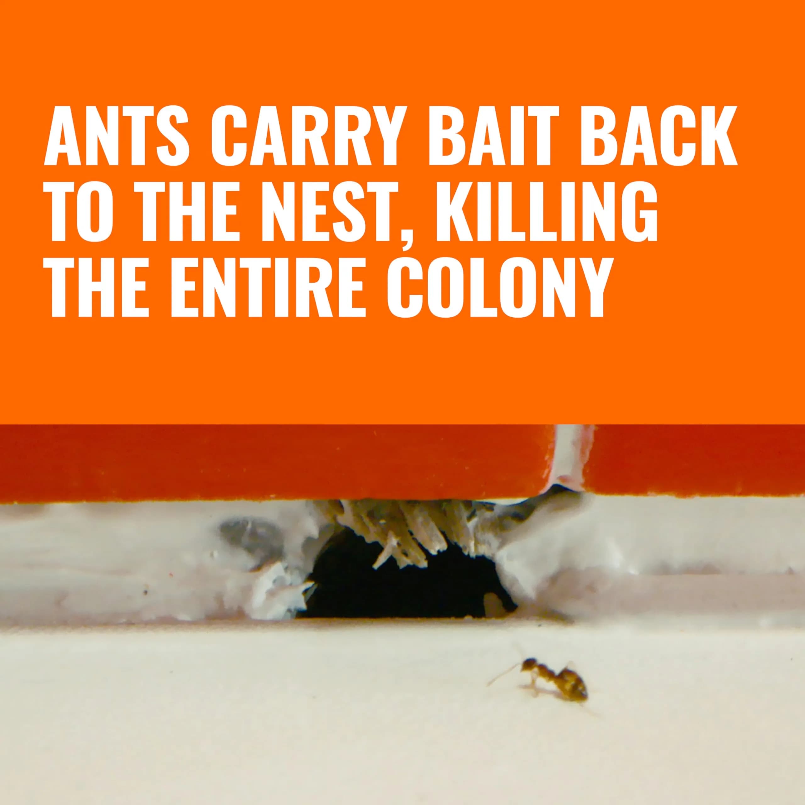 TERRO Liquid Ant Killer Bait Stations 18-Count | Kills Ants & Colony - view 3