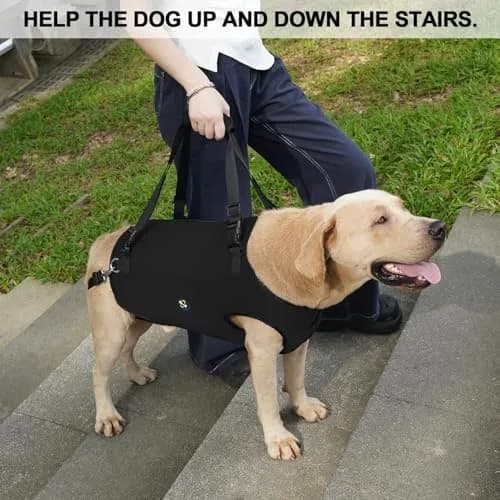 Coodeo Dog Lift Harness XL Black | Adjustable Padded Support Sling for Old, Disabled, Injured Dogs thumbnail 2