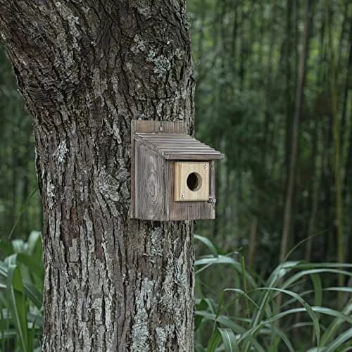 Cloud Fragrant Birdhouse Predator Guard 3.5" x 3.5" | Durable Wooden Hole Protector for Eastern Bluebird (70-120 chars) thumbnail 6