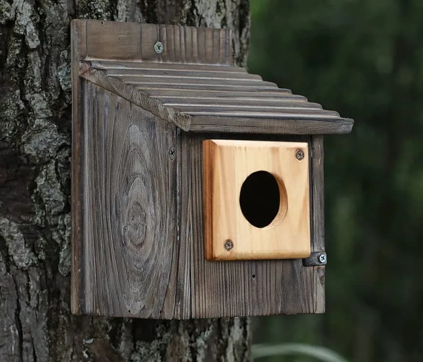 Cloud Fragrant Birdhouse Predator Guard 3.5" x 3.5" | Durable Wooden Hole Protector for Eastern Bluebird (70-120 chars) thumbnail 3