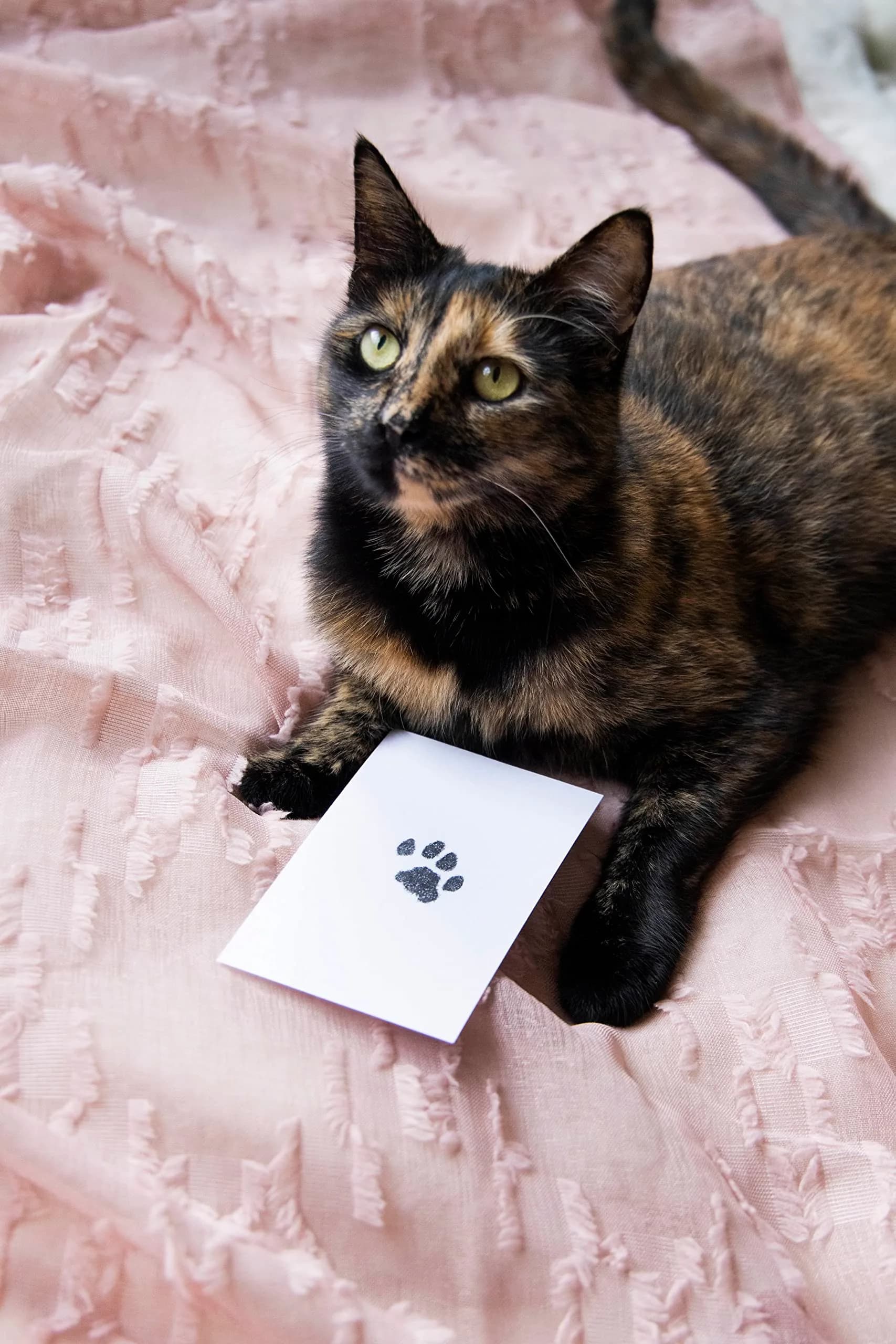 Pearhead Paw Print Clean-Touch Ink Pad Kit, Mess Free Inkless Pet Impression Kit, Safe for Cats and Dogs, Pack of 2 - view 8