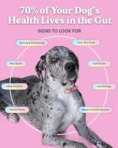 Bundle x Joy Lamb Probiotic Dry Dog Food 18lb | Grain-Free, Natural, Supports Digestion thumbnail 3