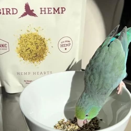 Hemp Well Organic Hemp Hearts for Birds 8 oz (227 g) | Immune & Relaxation Support thumbnail 4