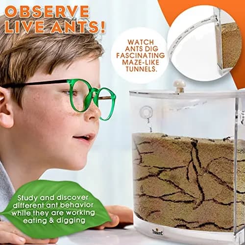 Tigerific Ant Farm for Live Ants Habitat Set 780g (1.72 lb) | Watch Ants Dig Tunnels & Carry Sand thumbnail 2