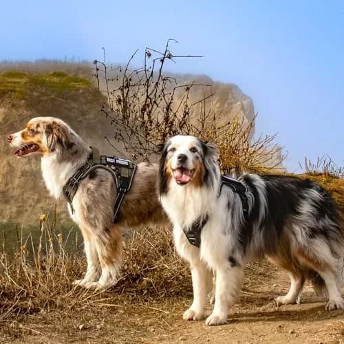 rabbitgoo Tactical Dog Harness for Large Dogs | No Pull Military Service Vest with MOLLE & Reflective Strips thumbnail 3