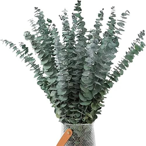 FAVOWREATH 30 Pcs Dried Eucalyptus Stems 17" Real Eucalyptus for Shower Hanging | Natural Scent & Long-Lasting Decor thumbnail 2