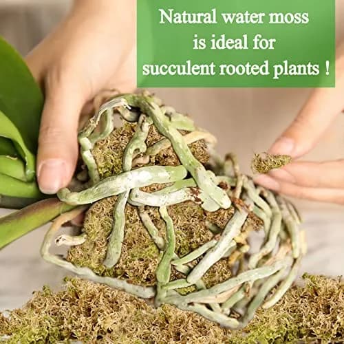 Legigo 1.3LB Sphagnum Moss for Plants | Moisture Retention & Root Growth Support thumbnail 6