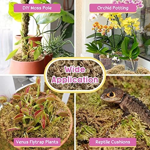 Legigo 14oz Sphagnum Moss for Plants | Natural Long Fibers Orchid Moss, 16QT thumbnail 5