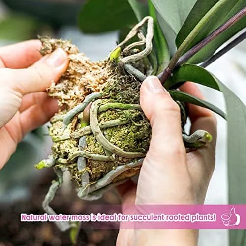 Legigo 14oz Sphagnum Moss for Plants | Natural Long Fibers Orchid Moss, 16QT thumbnail 6