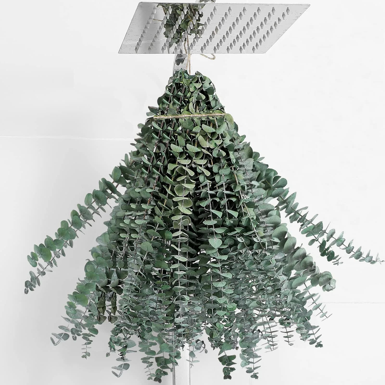 FAVOWREATH 20 Pcs Dried Eucalyptus Stems 42.9 cm (17 inches) | Natural Scent Activation for Showers & Home Decor - main product image