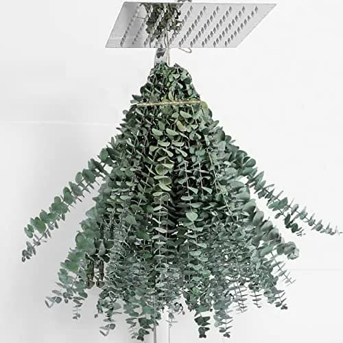 FAVOWREATH 20 Pcs Dried Eucalyptus Stems 42.9 cm (17 inches) | Natural Scent Activation for Showers & Home Decor thumbnail 1