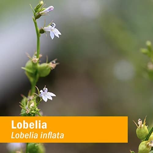 Herb Pharm Certified Organic Lobelia Liquid Extract 3 fl oz (88.7 ml) | USDA Certified Organic for Musculoskeletal Support thumbnail 2