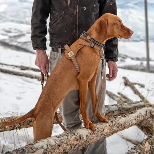 Carhartt Nylon Duck No Pull Dog Harness for Large Dogs, 33"-46" Chest Girth | Water Repellent & Reflective thumbnail 5