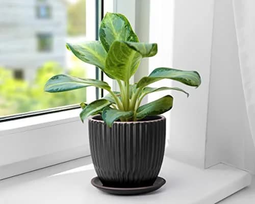 D'vine Dev 2-Pack Stoneware Planter Pots, 4.5/5.8 in, Black | Modern Ceramic Planters for Indoor & Outdoor Use thumbnail 6
