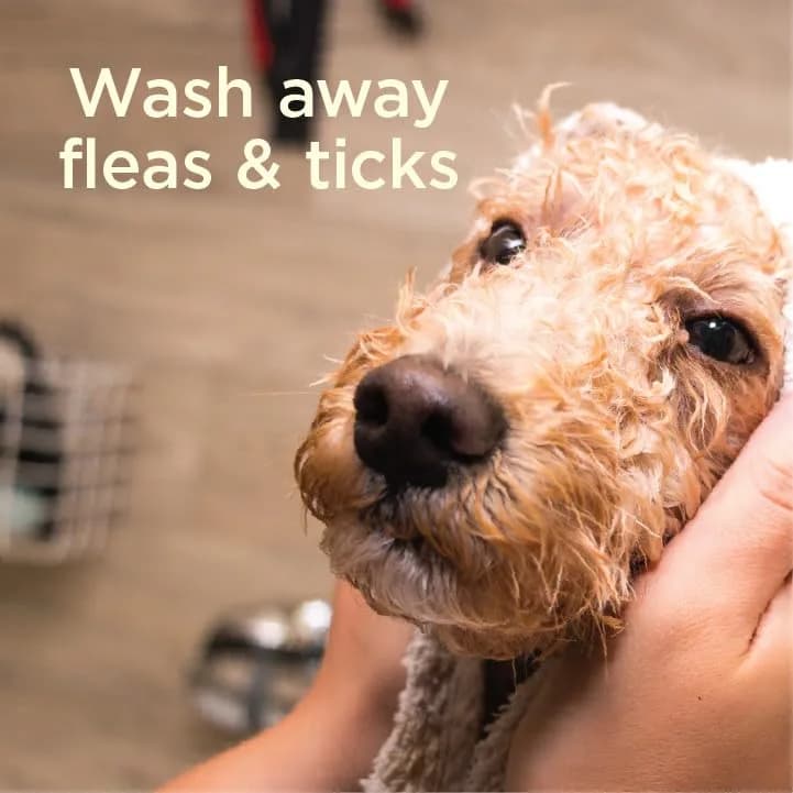 SimpleSource Flea & Tick Shampoo for Dogs 12oz | Plant-Powered Flea & Tick Control thumbnail 15