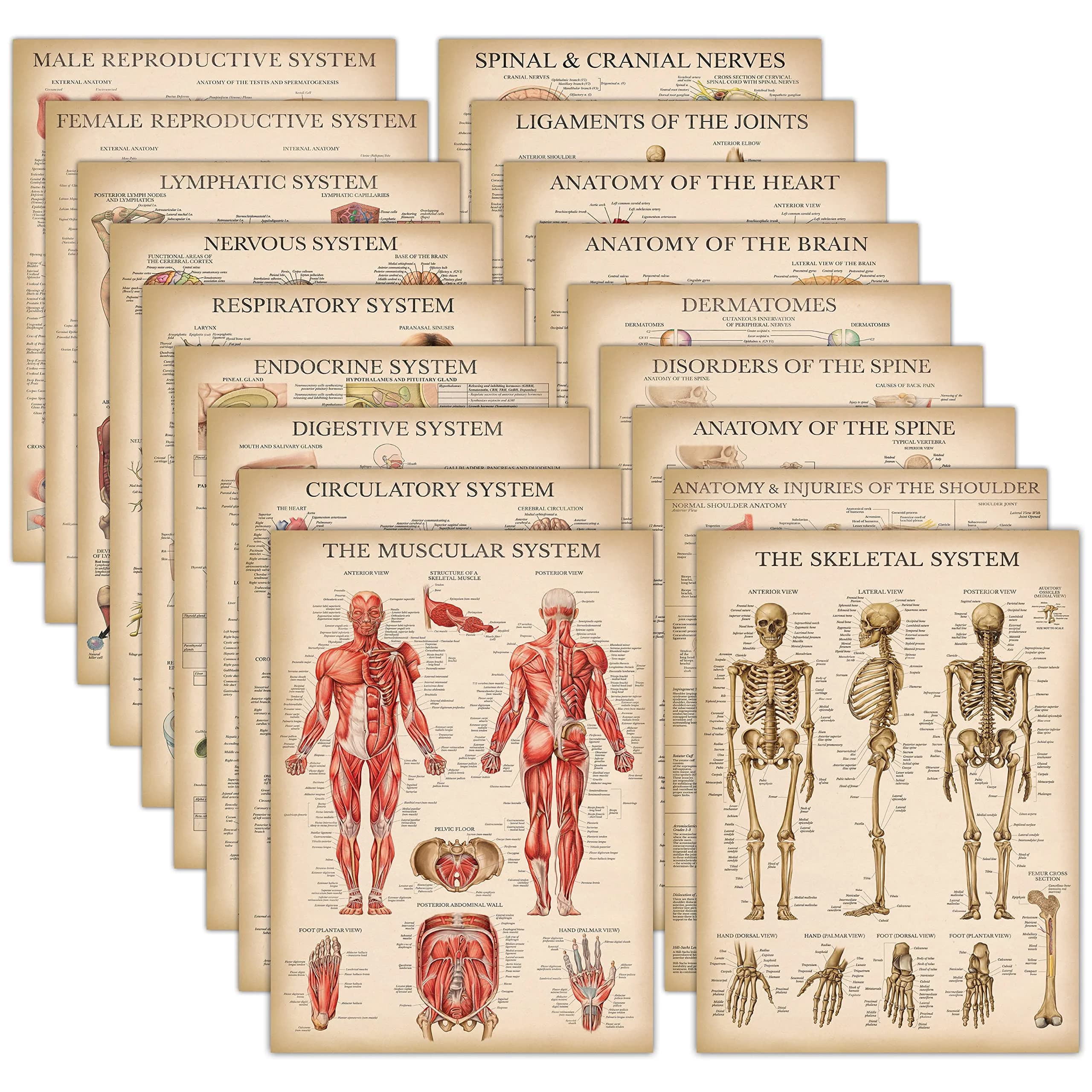 Palace Learning Vintage Anatomy Posters 18" x 24" (45.7 cm x 61 cm) | Laminated Set of 18 Educational Charts — LAMINATED