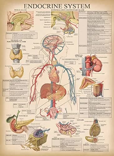 Palace Learning Vintage Anatomy Posters 18" x 24" (45.7 cm x 61 cm) | Laminated Set of 18 Educational Charts thumbnail 9