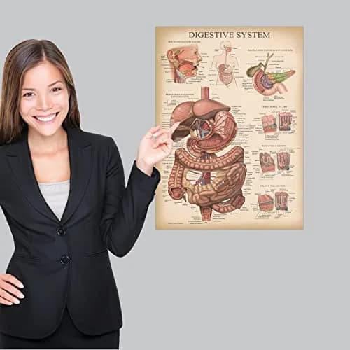 Palace Learning Vintage Anatomy Posters 18" x 24" (45.7 cm x 61 cm) | Laminated Set of 18 Educational Charts thumbnail 4
